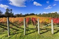 Vineyard Autumn