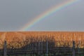 Vineyard in autumn. In the background is a blue sky with a rainbow Royalty Free Stock Photo