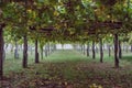 Vineyard in autumn bottom view. Growing grape bushes. Grape business concept. Winery background. Agriculture in Spain.