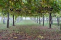 Vineyard in autumn bottom view. Growing grape bushes. Grape business concept. Winery background. Agriculture in Spain.