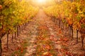 Vineyard in autumn, with bright sunlight and golden tones. Provence, France in October. Royalty Free Stock Photo