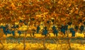 Vineyard in autumn colors Royalty Free Stock Photo