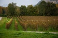 Vineyard in Franciacorta, Brescia, Lombardy, Italy