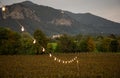 Vineyard in Franciacorta, Brescia, Lombardy, Italy Royalty Free Stock Photo