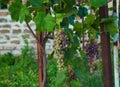Vineyard in autumn harvest. Bunches of grapes