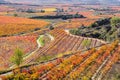 Vineyard in Autumn, La Rioja, Spain Royalty Free Stock Photo