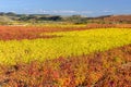 Vineyard in Autumn, La Rioja, Spain Royalty Free Stock Photo