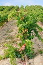 Vineyard at Autumn, La Rioja (Spain) Royalty Free Stock Photo