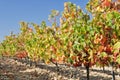 Vineyard at Autumn, La Rioja (Spain) Royalty Free Stock Photo