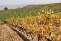 Vineyard at Autumn, La Rioja (Spain) Royalty Free Stock Photo