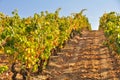 Vineyard at Autumn, La Rioja (Spain) Royalty Free Stock Photo