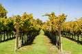 Vineyard in autumn, Livermore, east San Francisco bay area, California