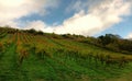 Vineyard in autumn in Nahe-Region of rhineland-palatinate Royalty Free Stock Photo