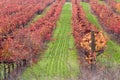 Vineyard in autumn, Napa Valley California Royalty Free Stock Photo