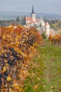 Vineyard in autumn near Pulkau, Lower Austria, Austria Royalty Free Stock Photo