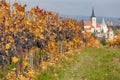 Vineyard in autumn near Pulkau, Lower Austria, Austria Royalty Free Stock Photo