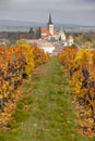 Vineyard in autumn near Pulkau, Lower Austria, Austria Royalty Free Stock Photo