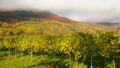Vineyard in autumn no.3 Royalty Free Stock Photo