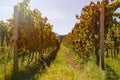 Vineyard in autumn ready for harvest Royalty Free Stock Photo