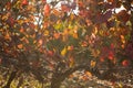 Vineyard in autumn, red leaves of grapes in evening sunlight Royalty Free Stock Photo