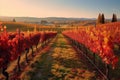 A vineyard in autumn, with rows of colorful grapevines, showcasing the beauty of autumn in wine-producing regions. Generative AI