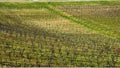 Vineyard In The Autumn Season Background.