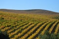 Vineyard in Autumn