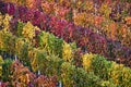 Vineyard in autumn,South Moravia.Czech republic. Royalty Free Stock Photo