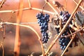 Vineyard in autumn.Spoiled black grapes on a branch.The remaining bunches of black grapes after harvesting. Agricultural