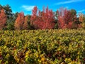 An vineyard in autumn stretches out to red colored trees