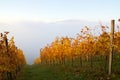 Vineyard At Autumn Sunrise, Slovenia Royalty Free Stock Photo