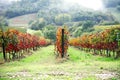 Vineyard in autumn, Tuscany. Royalty Free Stock Photo