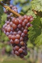 Vineyard in Autumn