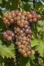 Vineyard in Autumn