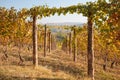 Vineyard in autumn, vine rows with wooden poles in a sunny day