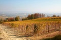 Vineyard in autumn with yellow leaves and hills and trees view Royalty Free Stock Photo