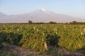 Vineyard and Mount Ararat, Armenia Royalty Free Stock Photo
