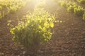 Vineyard Royalty Free Stock Photo
