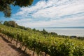 Vineyard at Badacsony, Lake Balaton, Hungary Royalty Free Stock Photo