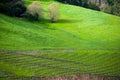 Vineyard in Balingup