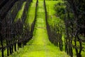 Vineyard in Balingup