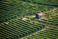 Vineyard of barolo Piedmont, Italy