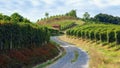 Vineyard of barolo Piedmont, Italy