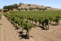 Vineyard in the Barossa Valley Royalty Free Stock Photo