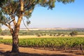 Vineyard - Barossa Valley Royalty Free Stock Photo