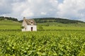 Vineyard in Beaune Royalty Free Stock Photo