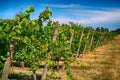 Vineyard Royalty Free Stock Photo