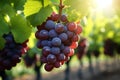Vineyard beauty fresh grapes illuminated with gentle light exposure