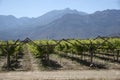 Vineyard in the Bergrivier region South Africa Royalty Free Stock Photo