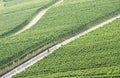 Vineyard biking Royalty Free Stock Photo